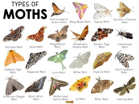 The role of moths in spell jars and charm bags